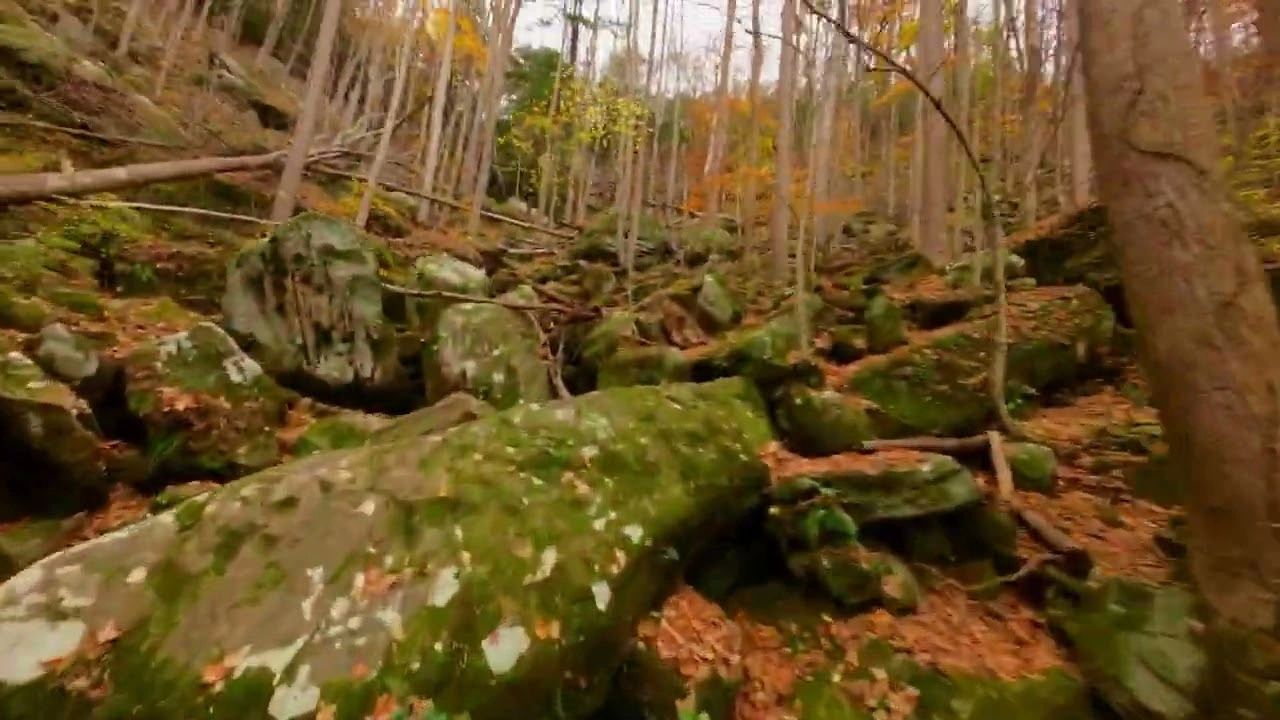 FPV Through the Forest — Anglin Falls